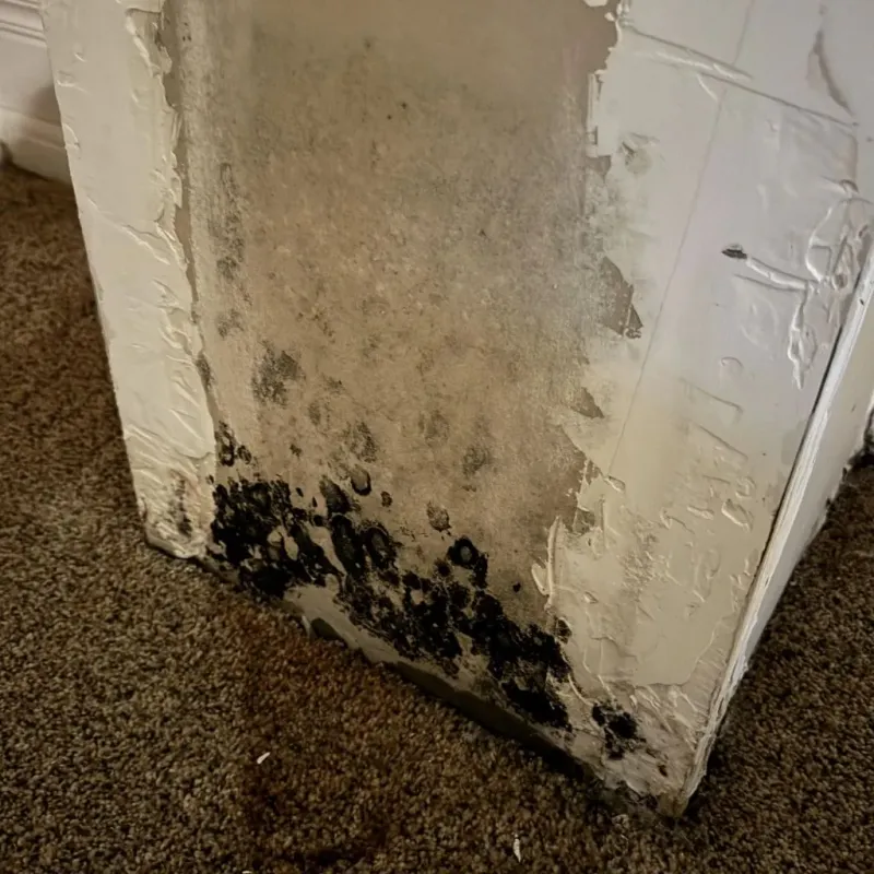 Professional Mold Removal in Knob Noster, MO